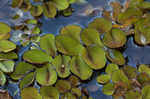 Kariba-weed <BR>Giant salvinia